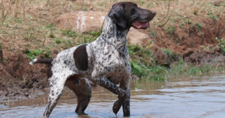 file_1615_what-is-a-good-name-for-a-german-shorthaired-pointer-dog