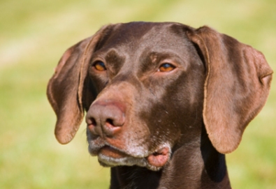 Portrait of a beautiful german short haired pointer looking very alert