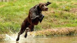 German-Shorthaired-Pointer-in-Water