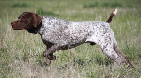 watching-german-shorthaired-pointer-dog-photo